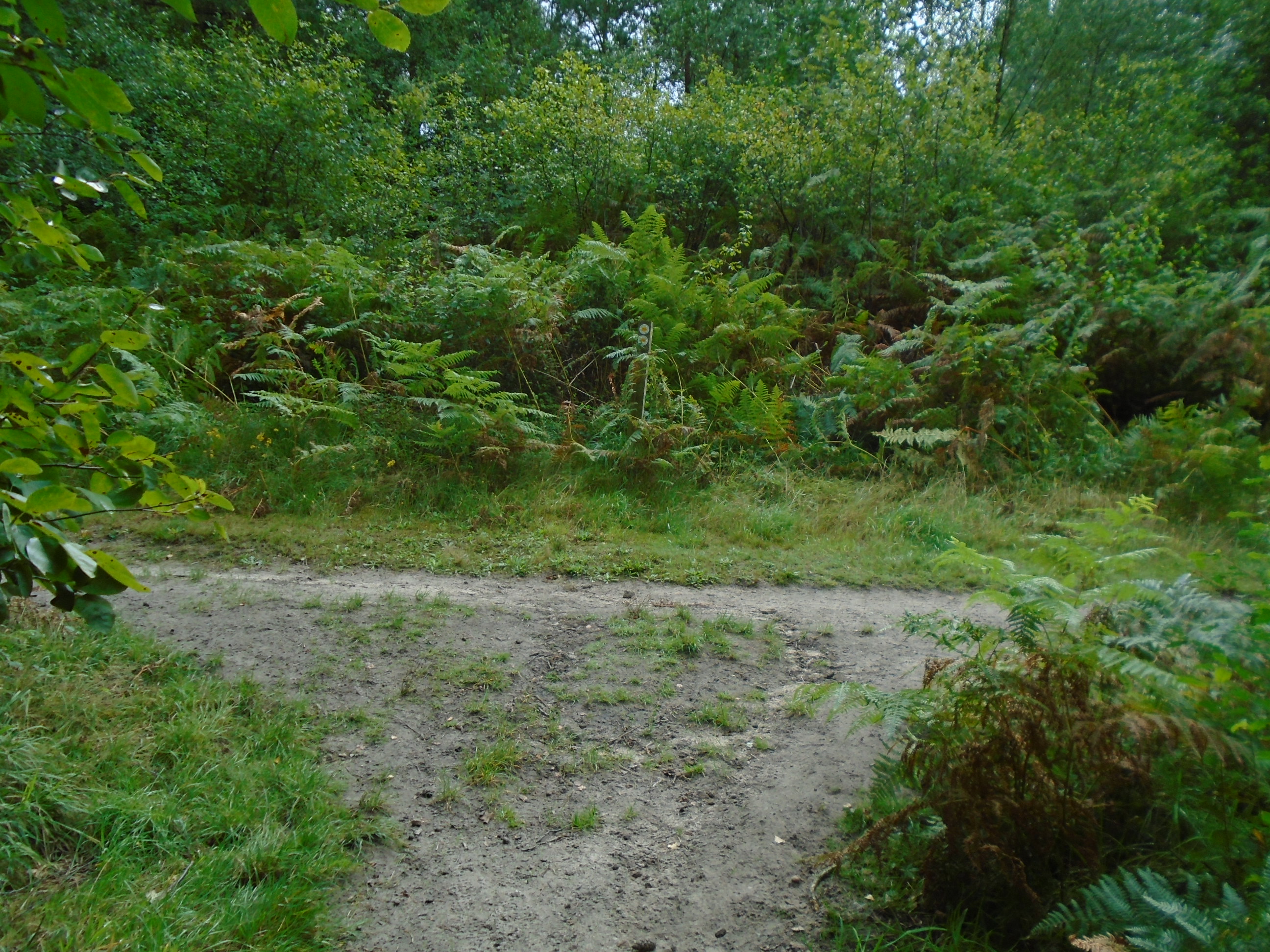 Footpath No.510 – Furze Hill Road to Ludshott Common (through woodland ...