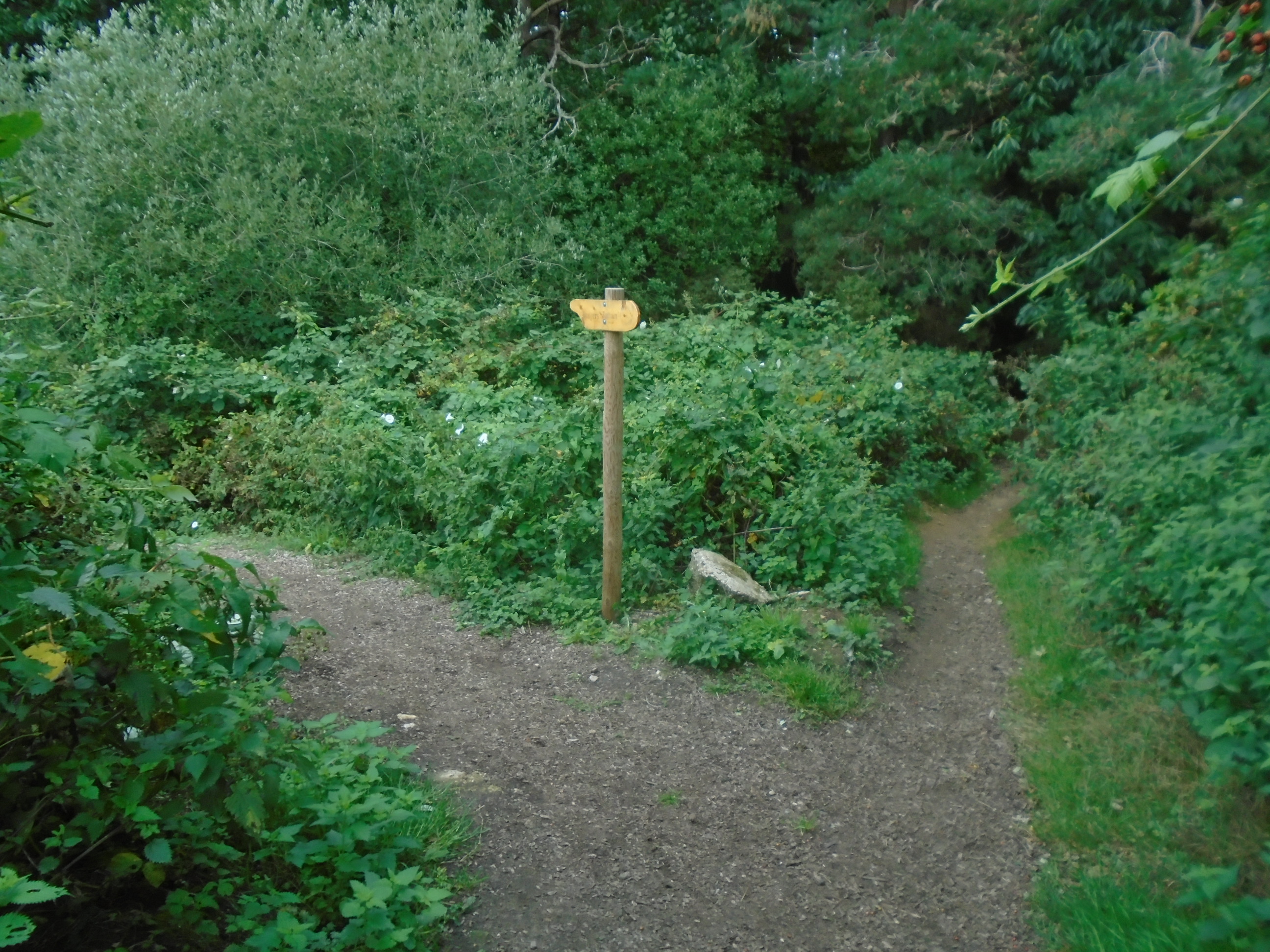 Footpath through Headley Down Nature Reserve | Headley Hampshire UK